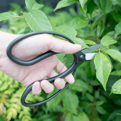 SAKAGEN left-handed Japanese garden scissors with Warabite-style handles and black rust-proof coating, made in Japan.